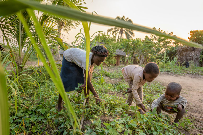 EVERGREENING-AGRICULTURE