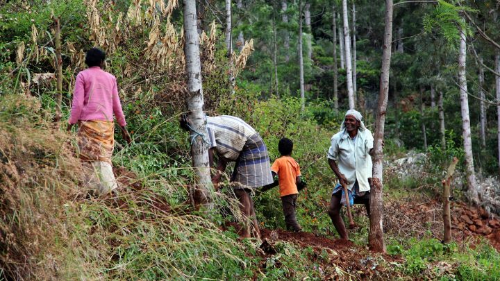 agroforestry - Photo by James Anderson World Resources Institute